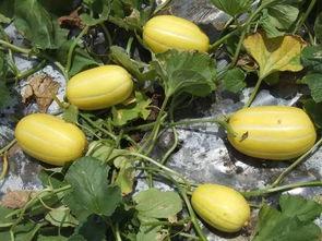 沭阳大白网红吃瓜,趣味横生引网友热议